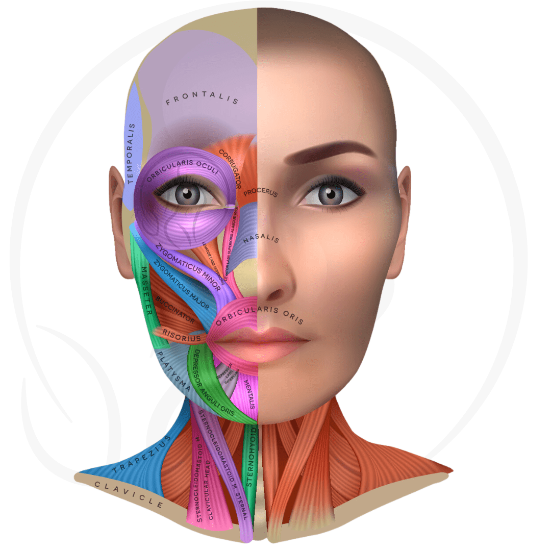 Neurotixin injections, treatment areas and muscles targeted in Montreal